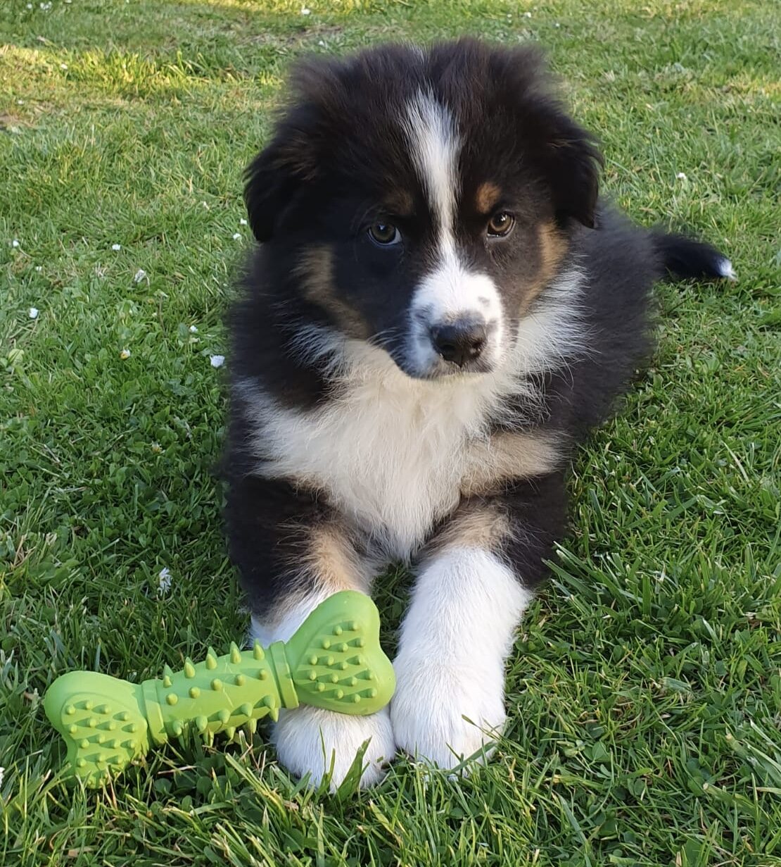 Séance chien Physiothérapie Un chiot suivant une séance avec Aude Grognet
