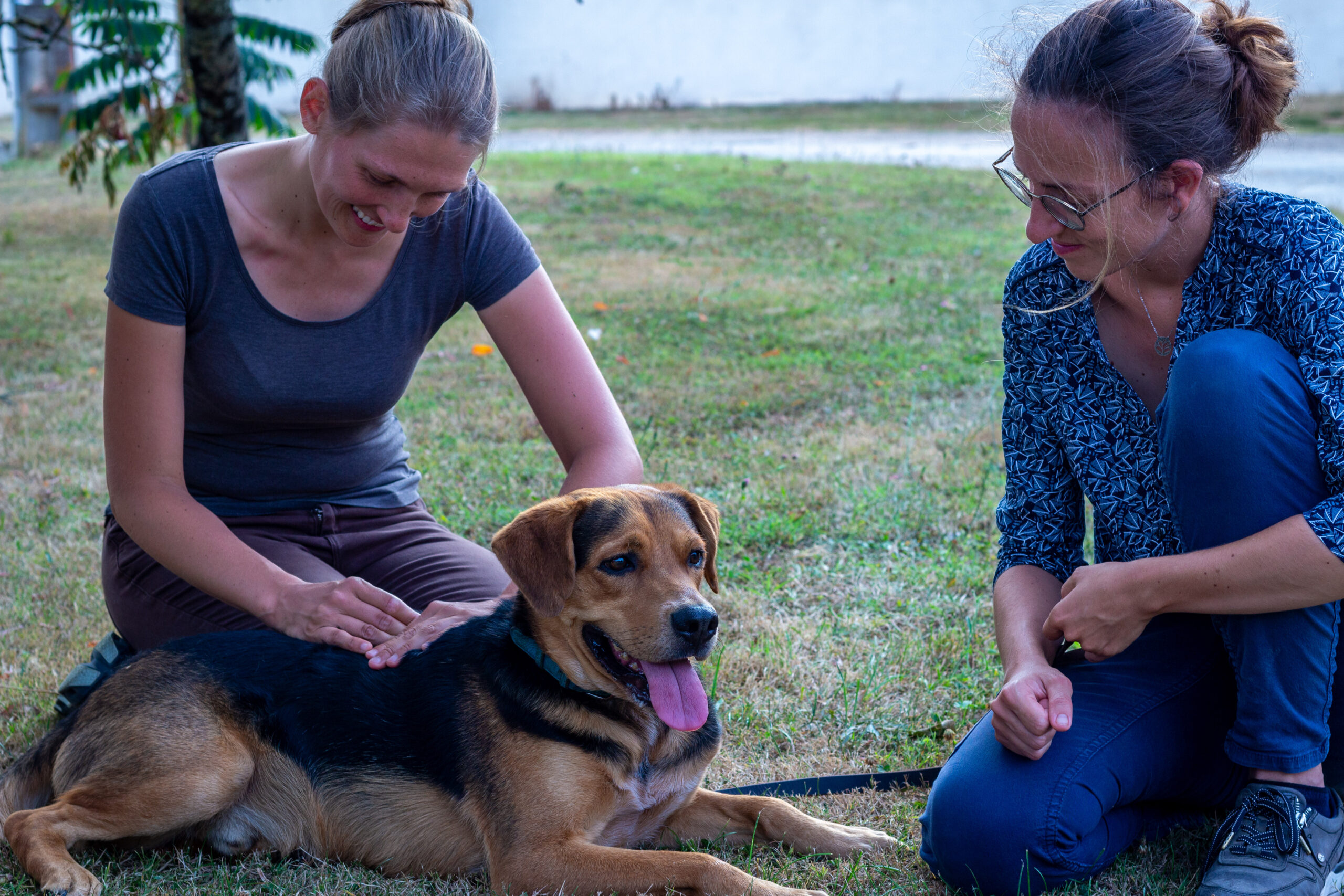 massage chien lf4p Massage chien avec la forme à 4 pattes